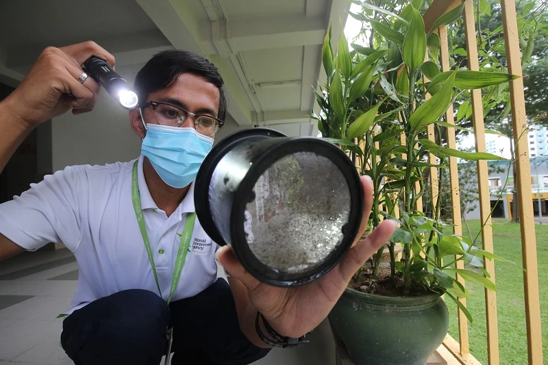 抗疫之餘還得抗伊蚊　本地骨痛熱症病例上半年暴增今年料惡化