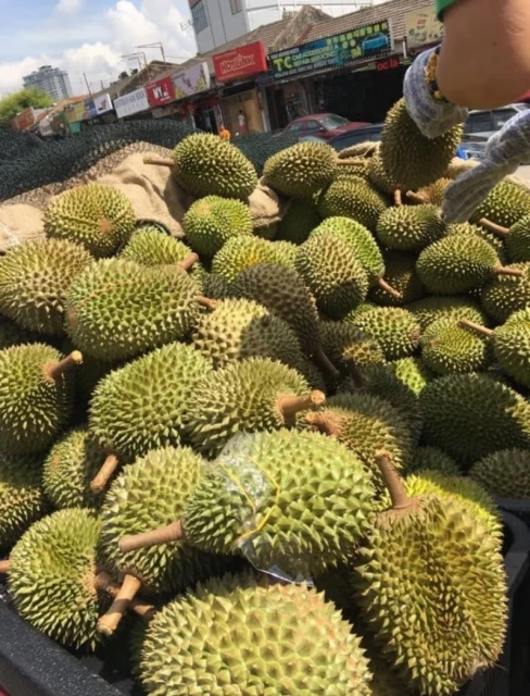 榴槤全面喊漲 無阻獅城老饕組團越堤享用