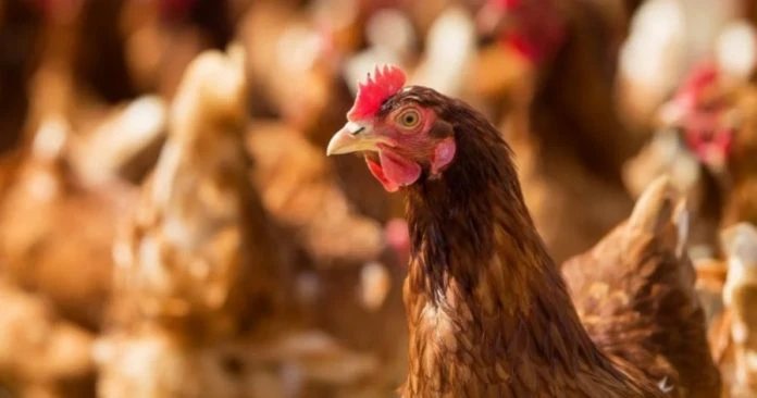 內閣即時撥款1.5億加速雞農補貼 設優先通道速辦4物品進口