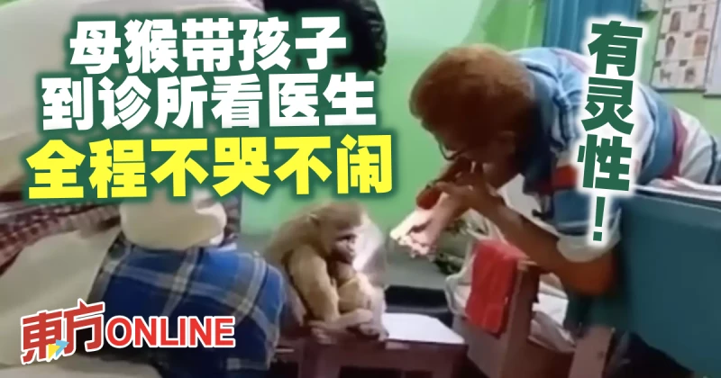 有靈性！母猴帶孩子到診所看醫生　全程不哭不鬧