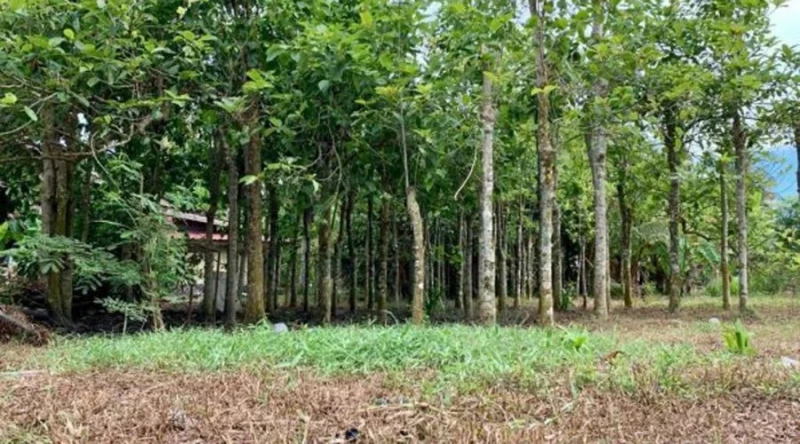 種植5至10棵哥冬樹 可月入4000令吉?