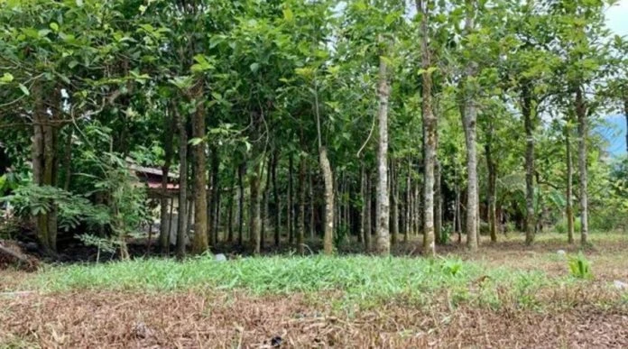 種植5至10棵哥冬樹 可月入4000令吉?