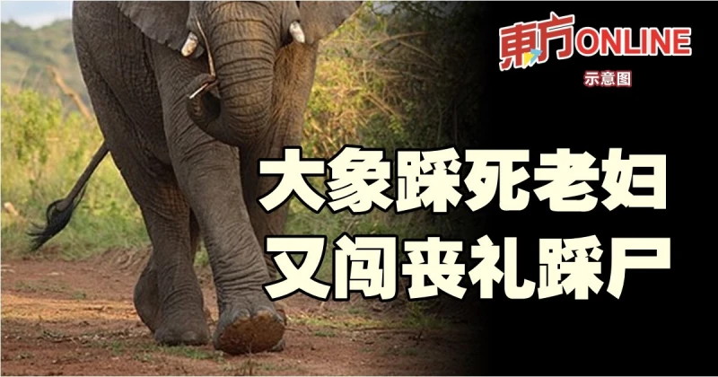 有仇？大象踩死老婦　又闖喪禮踩屍