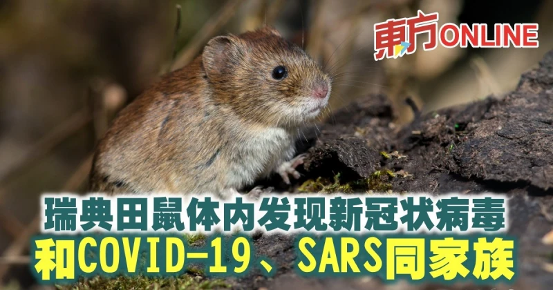 瑞典田鼠體內發現新冠狀病毒　和COVID-19、SARS同家族
