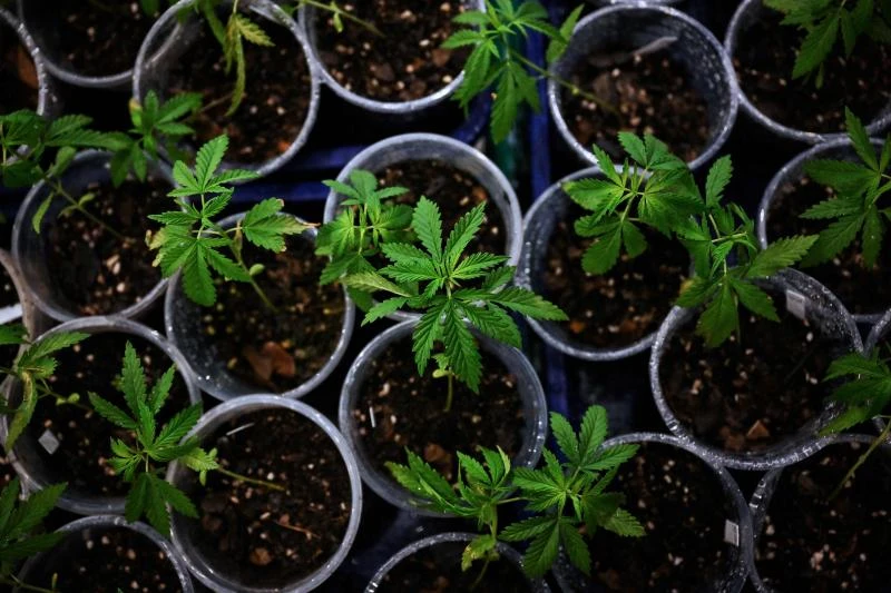 泰國大麻合法化後雞農用大麻喂雞　熟悉的美食會否「加料」？