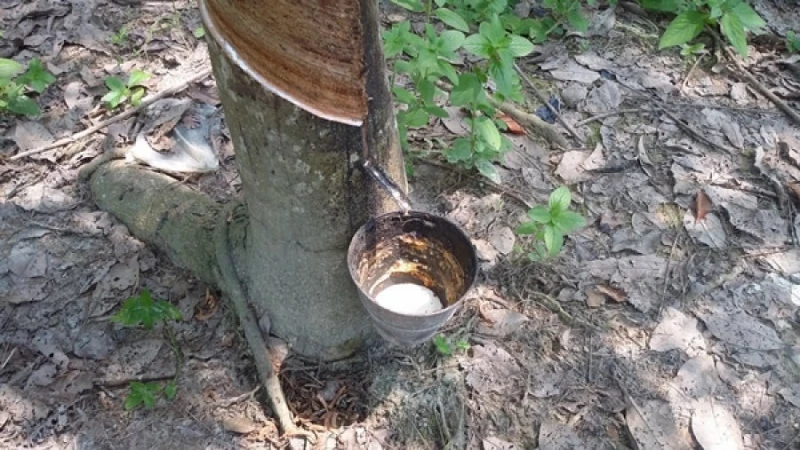 4月天然膠產量挫20%