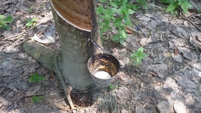 4月天然膠產量挫20%