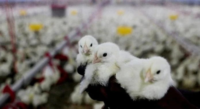 即日起允准甘榜雞黑雞出口　農業部：仍禁全雞雞肉塊等