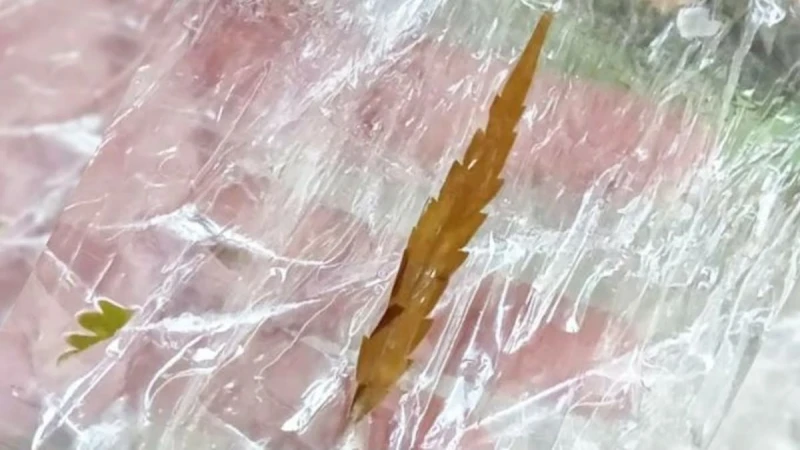 泰大麻除罪化未及一周 四人疑用過量送院 一人死