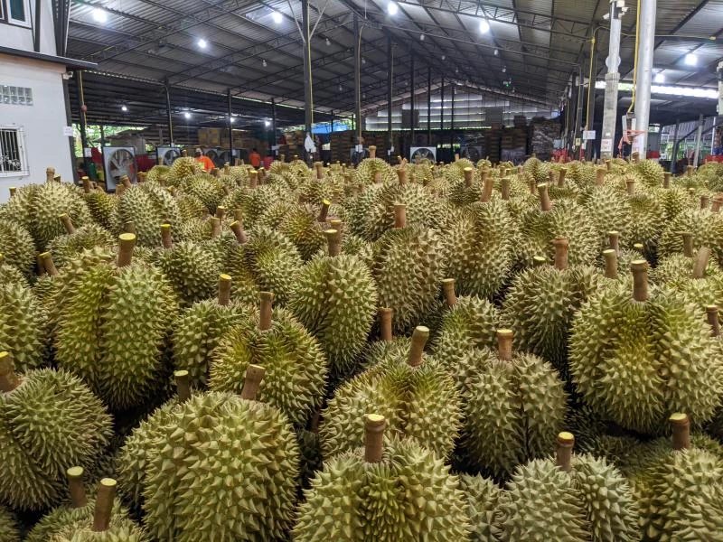 泰國農民紛紛改種榴槤搶占中國市場　但未必穩賺不賠