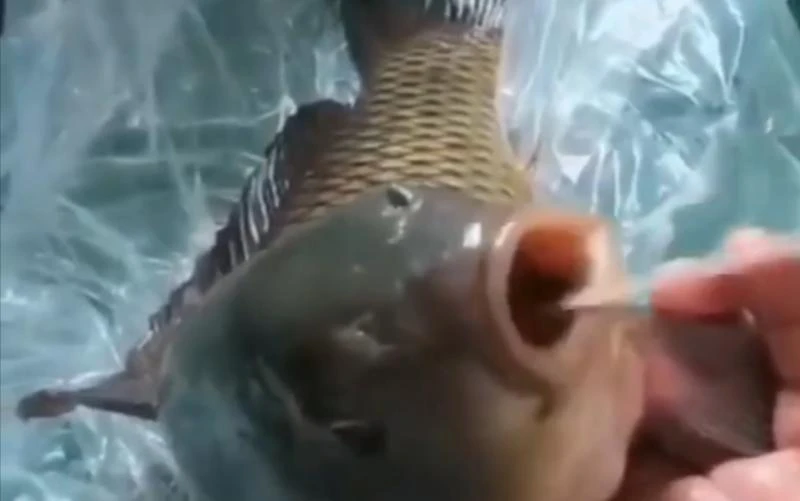 泰國農民紛紛改種榴槤搶占中國市場　但未必穩賺不賠