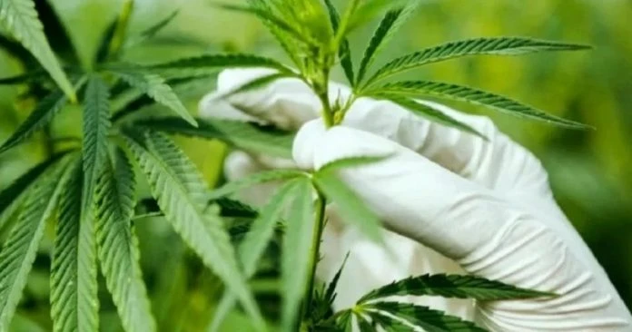 阿茲米：大麻充醫療用途 需有強力科學証明