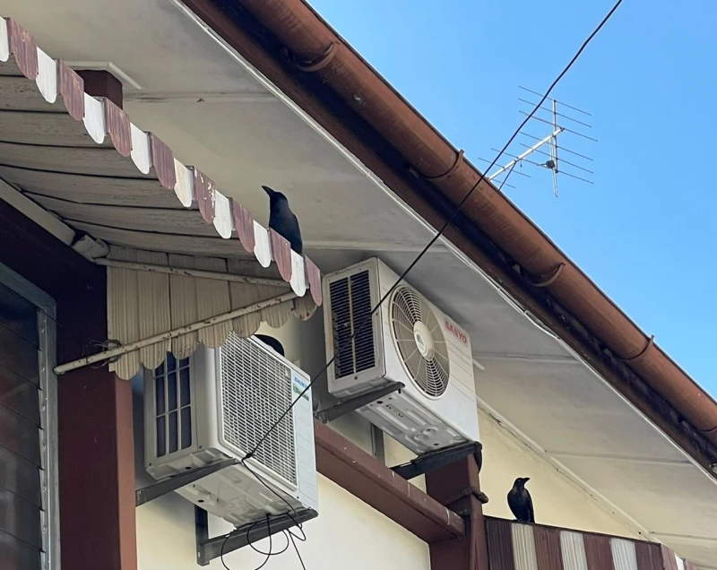 最快8月展跨單位射殺烏鴉行動　甲市長：冀減緩「鴉患」問題