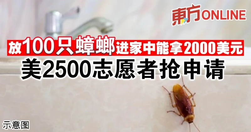 放100隻蟑螂進家中能拿2000美元　美2500志願者搶申請