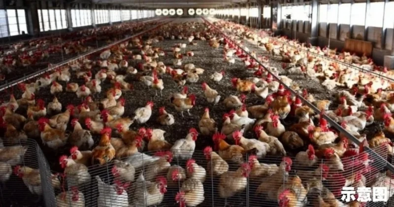 雞農補貼機制不再延長 政府繼續監督肉雞是否暴漲