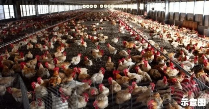 雞農補貼機制不再延長 政府繼續監督肉雞是否暴漲