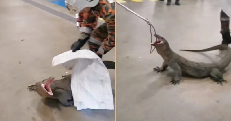 超大四腳蛇蛇闖商場停車場 張牙舞爪畫面如置身「侏羅紀世界」