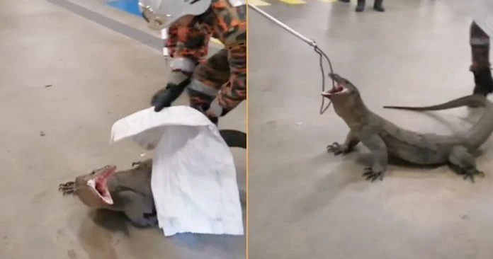 超大四腳蛇蛇闖商場停車場 張牙舞爪畫面如置身「侏羅紀世界」