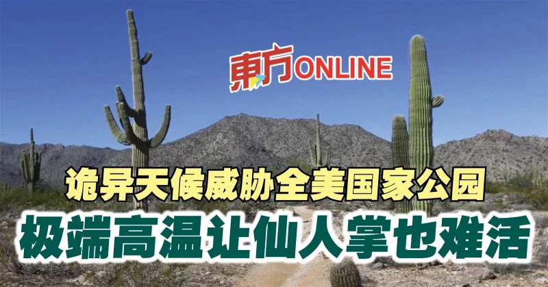 詭異天候威脅全美國家公園　極端高溫讓仙人掌也難活