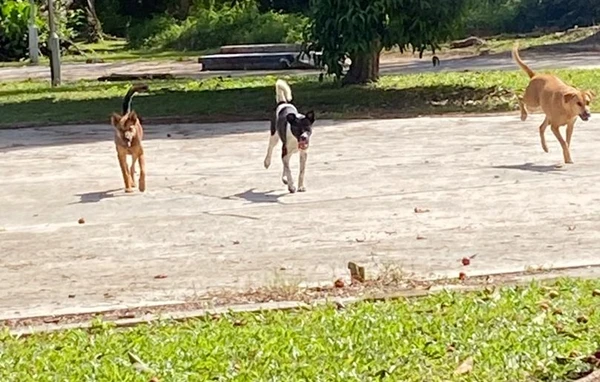 解決市區流浪狗問題 亞庇市政廳與相關單位達共識