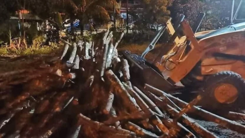 橡膠木從拖格羅里上掉落滿路　摩哆騎士閃躲不及跌死