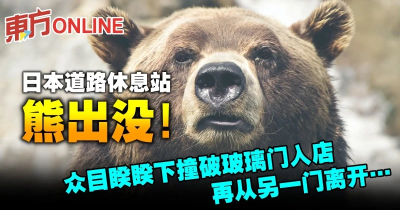 日本道路休息站熊出沒！眾目睽睽下撞破玻璃門闖入店中