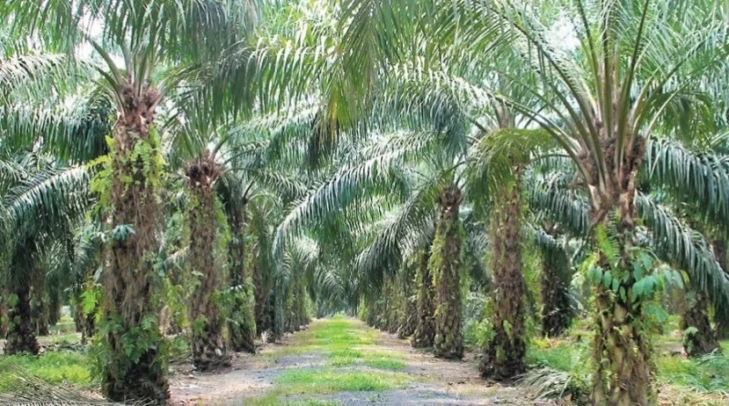 種植部建議園主 採取自動化技術減少外勞依賴