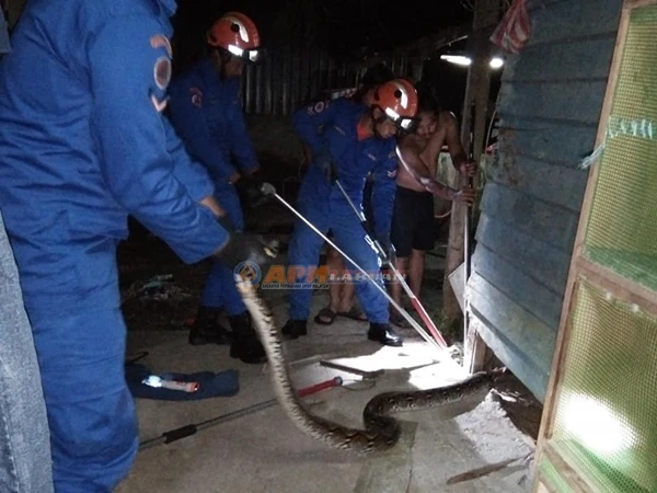 半夜上廁所蛇出沒