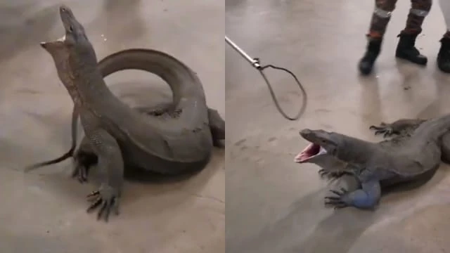 巨蜥橫行馬國超市停車場 網民：此景堪比「侏羅紀公園」