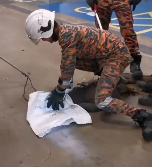 巨蜥橫行馬國超市停車場 網民：此景堪比「侏羅紀公園」