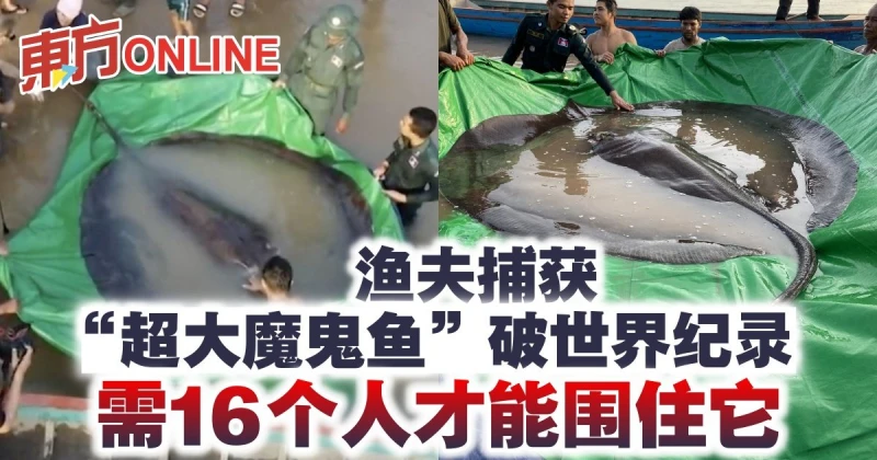 柬埔寨漁夫捕獲「超大魔鬼魚」破世界紀錄　需16個人才能圍住它