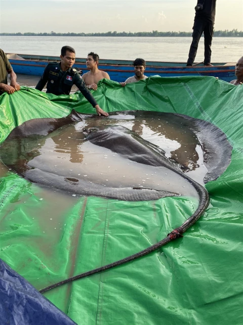 柬埔寨漁夫捕獲「超大魔鬼魚」破世界紀錄　需16個人才能圍住它