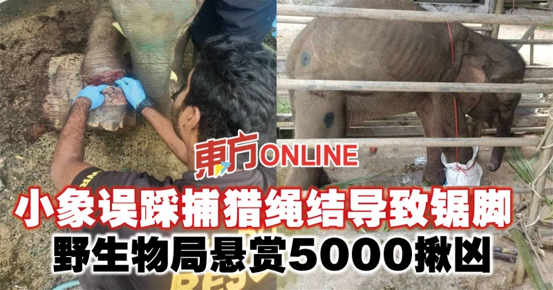 小象誤踩捕獵繩結導致鋸腳　野生物局懸賞5000揪凶