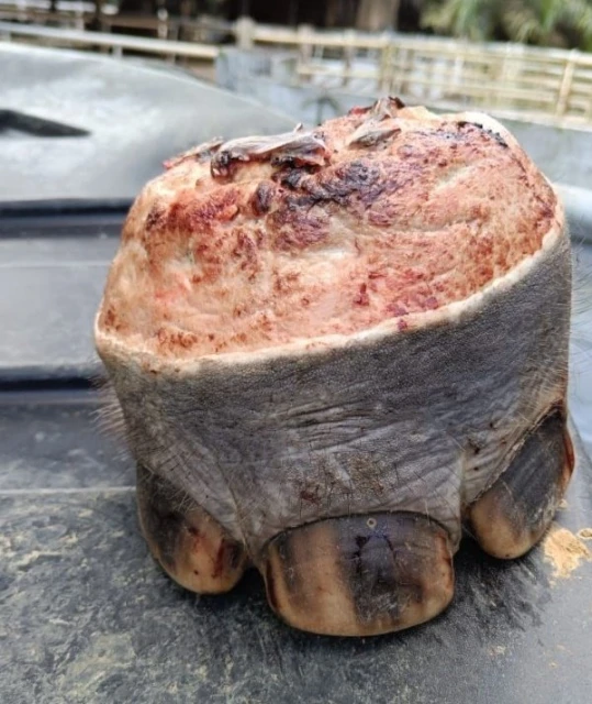 小象誤踩捕獵繩結導致鋸腳　野生物局懸賞5000揪凶