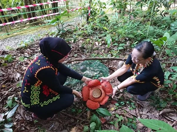 丹南沙農業公園 萊佛士花開花了