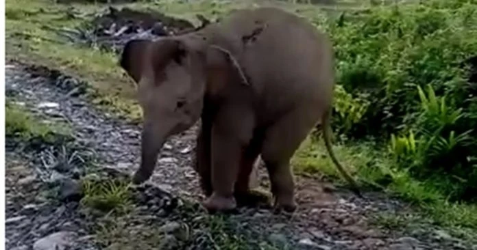 誤踩陷阱導致細菌感染而截肢  小雌象在劫難逃宣告死亡