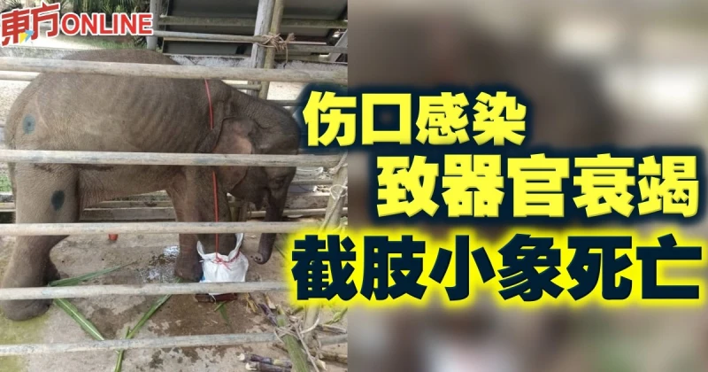 傷口感染致器官衰竭　截肢小象死亡