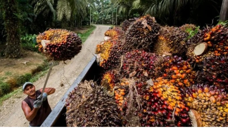 下半年復甦不樂觀  大馬棕油產量料低於預期