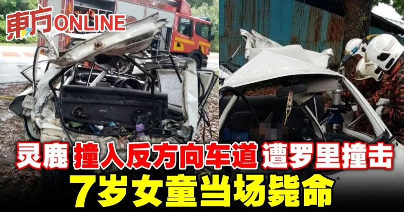 靈鹿撞入反方向車道遭羅里撞擊　7歲女童當場斃命