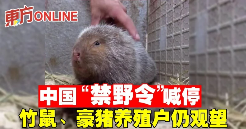 中國「禁野令」喊停　竹鼠、豪豬養殖戶仍觀望