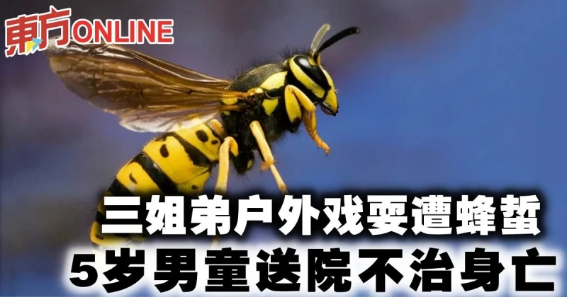 三姐弟戶外戲耍遭蜂蜇　5歲男童送院不治身亡