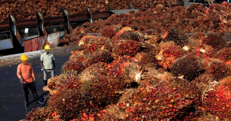 價格爆鐵停工棕油廠受促復工 黃日昇:以免小園主受影響