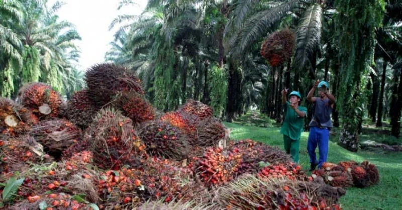 35年來首次發生!原棕油價暴跌廠商停產