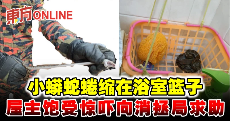 小蟒蛇蜷縮在浴室籃子　屋主飽受驚嚇向消拯局求助