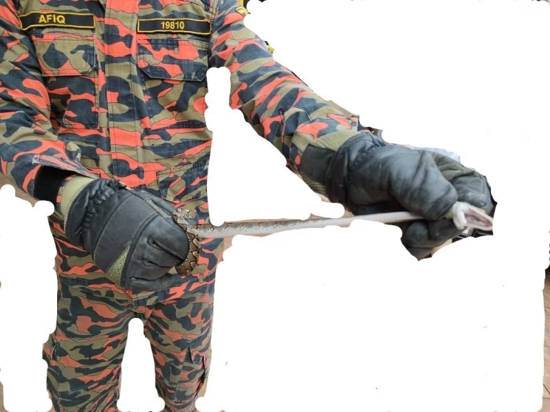 小蟒蛇蜷縮在浴室籃子　屋主飽受驚嚇向消拯局求助