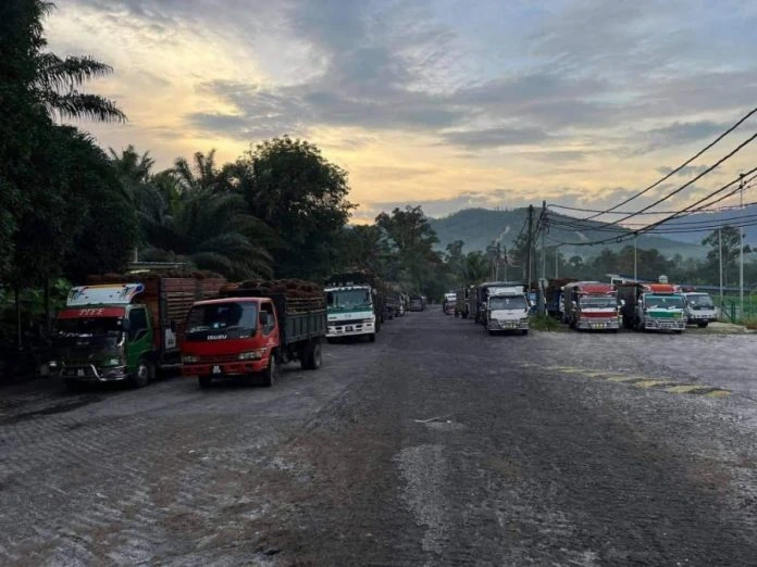 逾2000噸油棕果趕「出果」 約80輛羅里排長龍