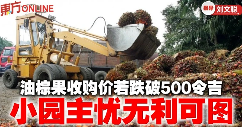 油棕果收購價若跌破500令吉　小園主憂無利可圖