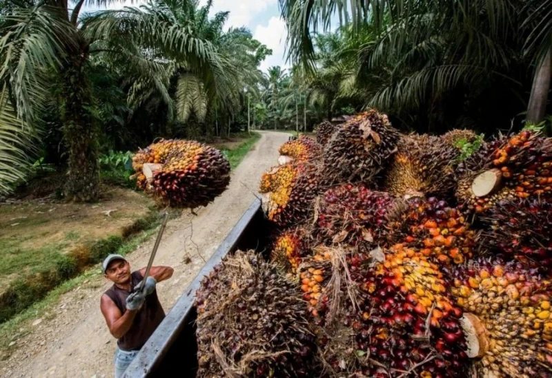 油棕果收購價若跌破500令吉　小園主憂無利可圖