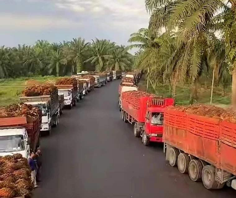 提煉廠暫停收果止損 收購商建議折衷計價方案