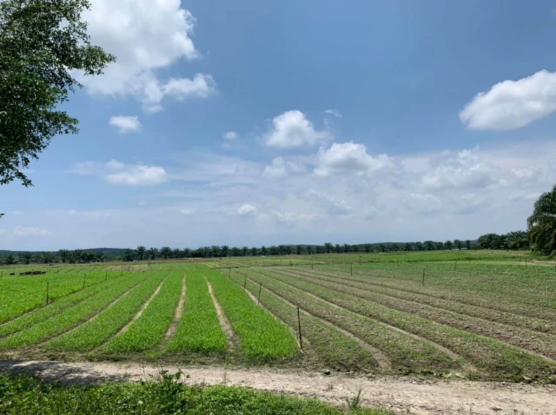 延土地租賃治標不治本  鄭立慷吁停止逼遷農民